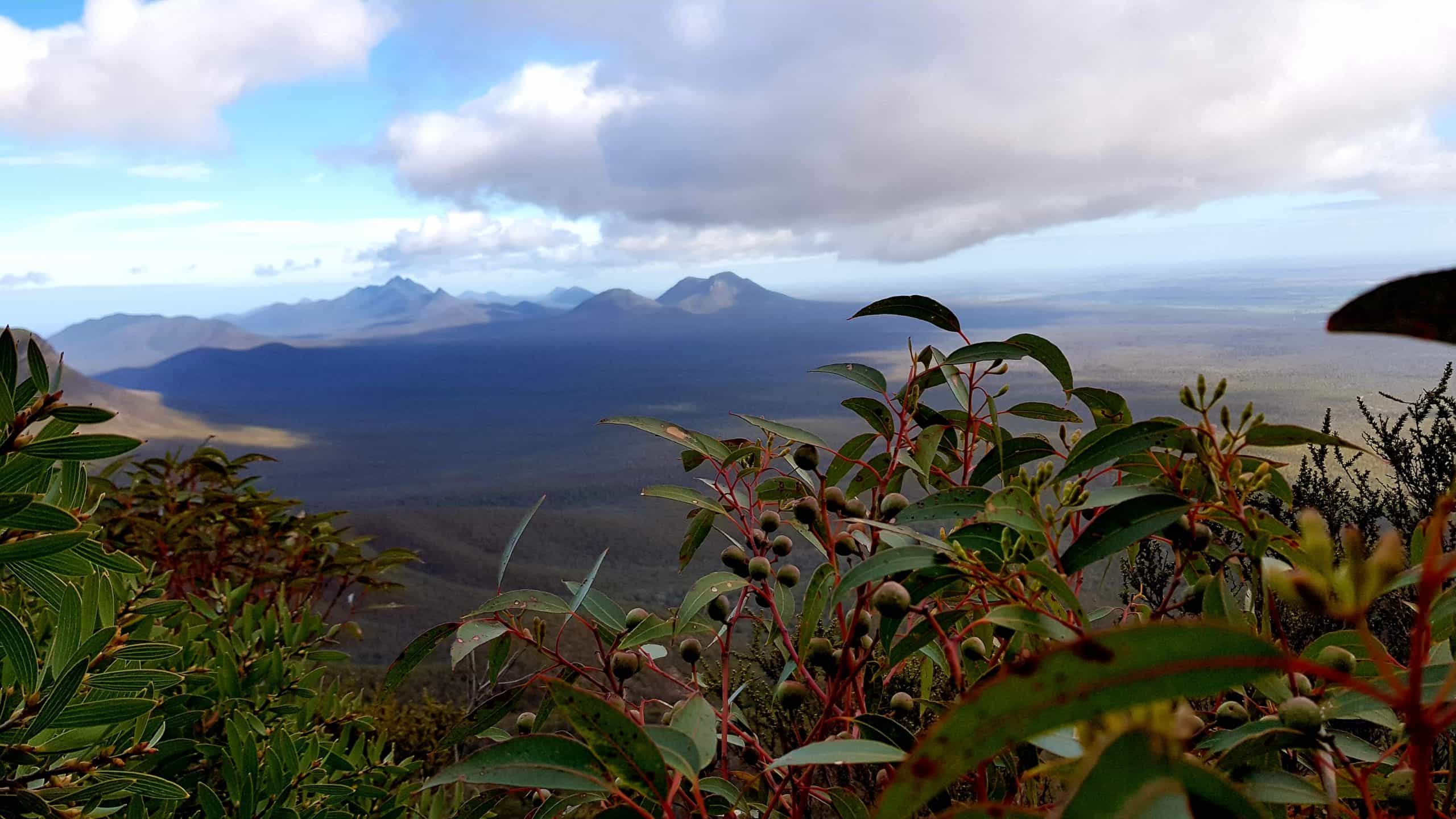 Views-of-the-Stirling-Ranges-from-Bluff-Knoll-Credit-Down-Under-Discoveries-1-scaled (1) A view passed a gumtree branch to the Stirling Ranges under cloud.