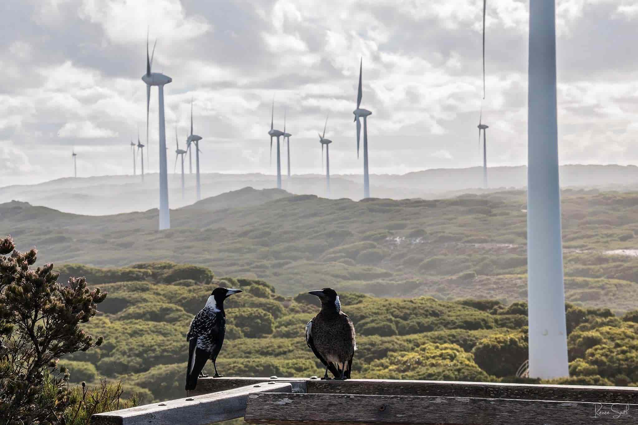 Windfarm-with-magpies-Credit-littleanniebird-sq_ Two magpies sitting in front of the impressive Albany Windfarm